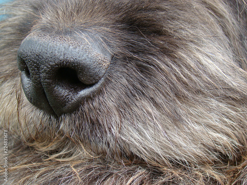 Wallpaper Mural Close up dog nose Torontodigital.ca