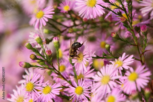 busy bee on pink flowers in autumn  photo