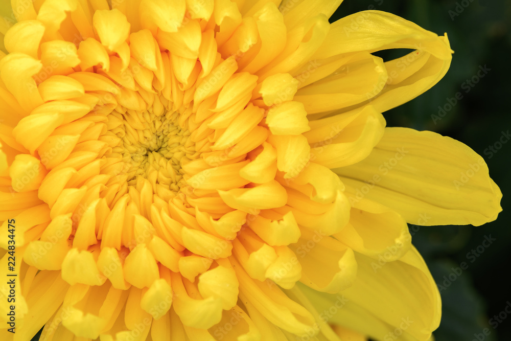 Closed up of vivid yellow Chrysanthemum Flower Closed up of vivid yellow Chrysanthemum Flower