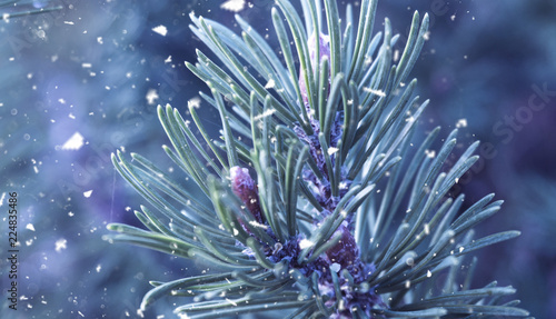 Winter snow background. Spruce in the snow.