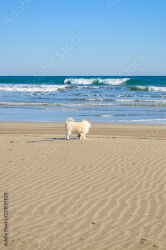海を見る小犬 © kenichi toma