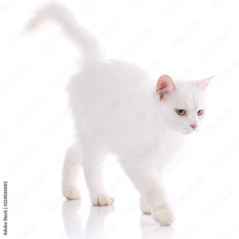 A white cat goes on the table. Isolated on a white background