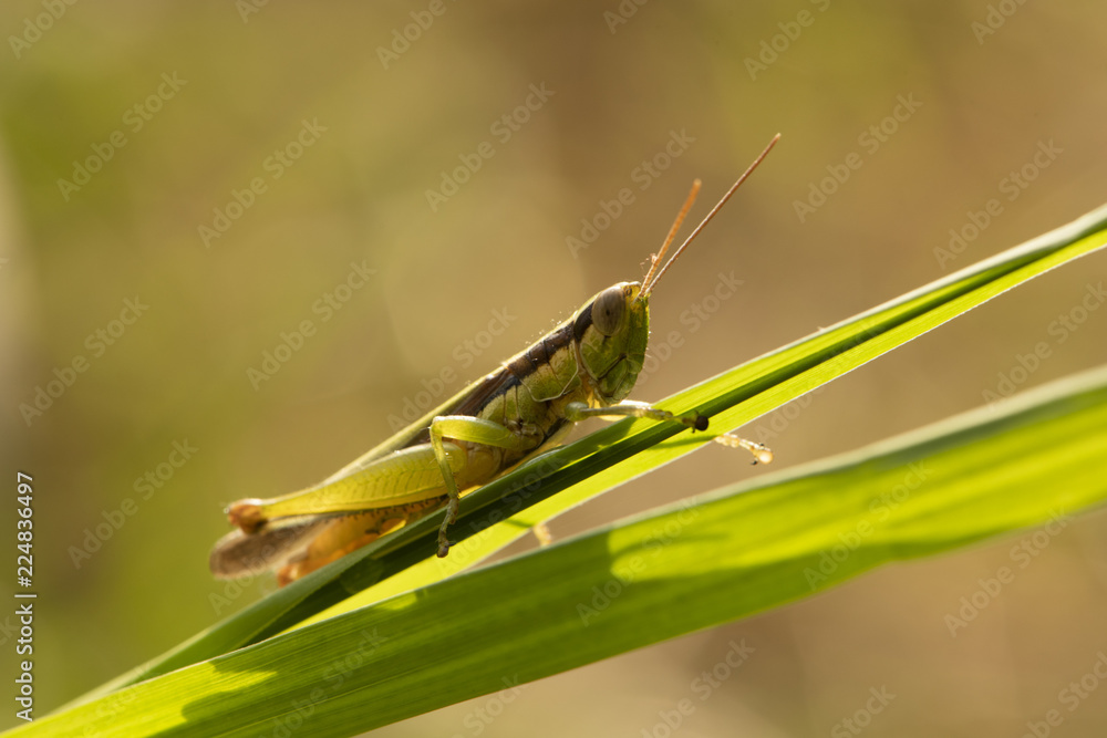 Cricket in the grass Cricket in the grass