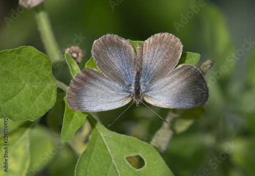 Pale Grass Blue (Pseudozizeeria maha)  photo