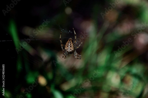 Spider in the wood © Alessandro