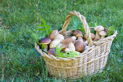 beautiful basket full of porcini mushrooms