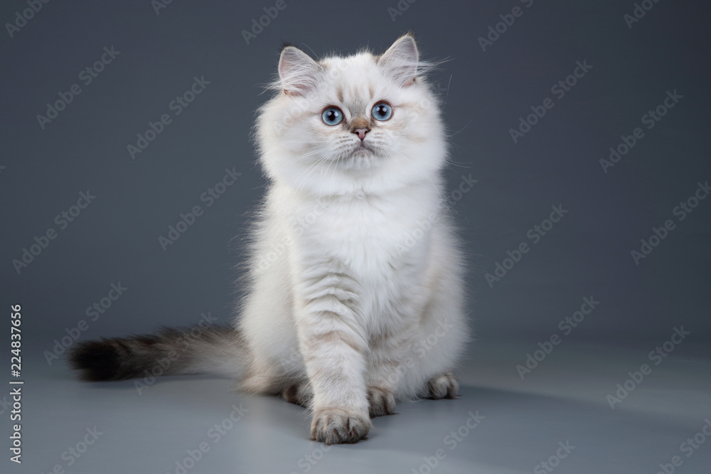 Cute fluffy British cat on a gray background Cute fluffy British cat on a gray background