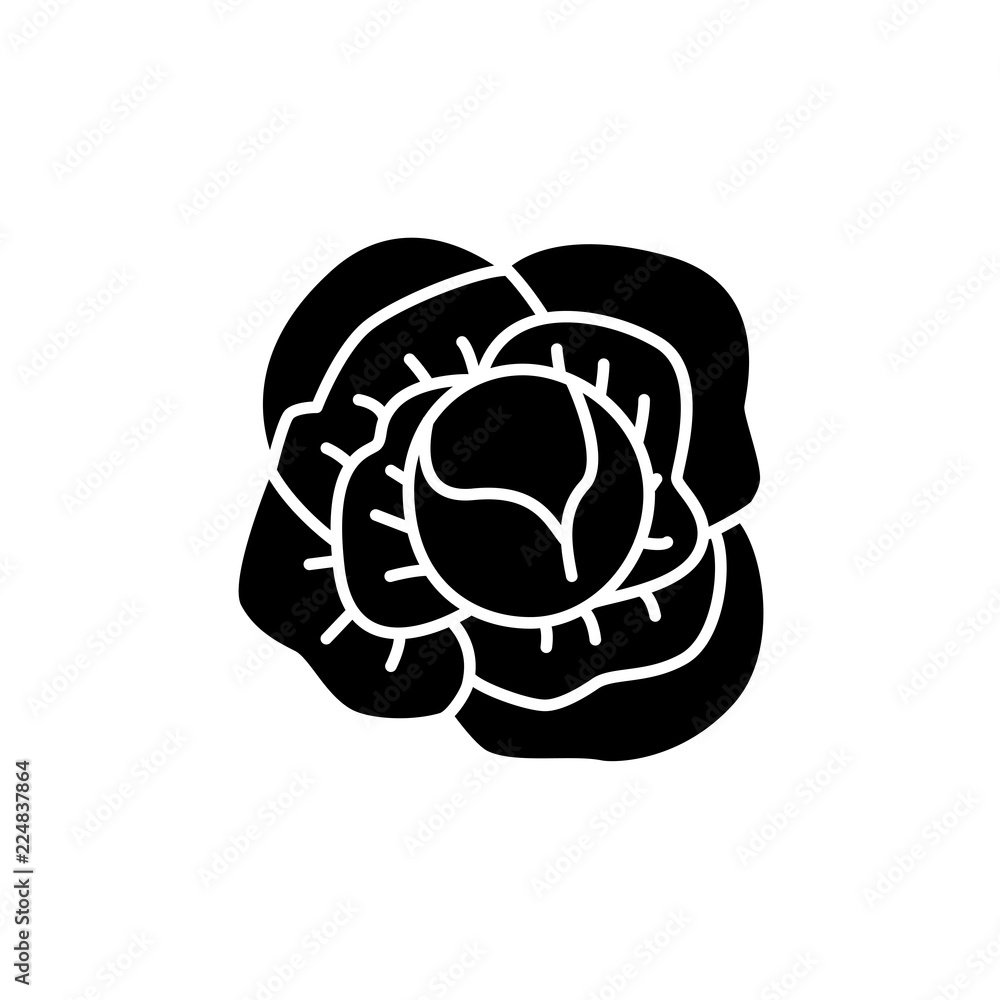 Black & white vector illustration of whole cabbage vegetable. Flat icon of fresh organic headed cabbage. Vegan & vegetarian food. Isolated object on white background. Black & white vector illustration of whole cabbage vegetable. Flat icon of fresh organic headed cabbage. Vegan & vegetarian food. Isolated object on white background.