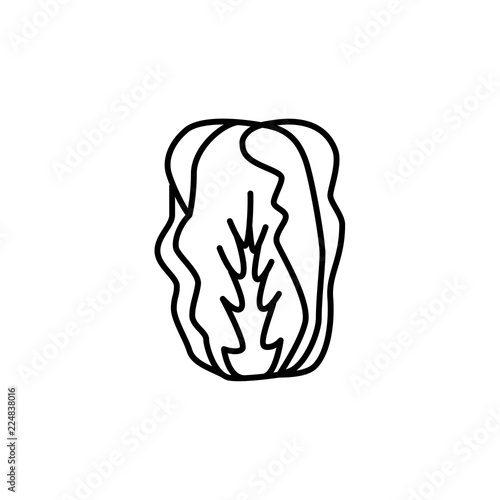 Black & white vector illustration of chinese cabbage. Leaf vegetable. Line icon of fresh organic napa cabbage. Vegan & vegetarian food. Isolated on white background. Bok choy.
