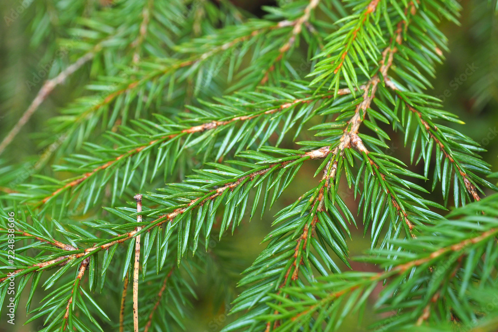 Branch of green fir macro. Natural Christmas tree the needles on spruce.