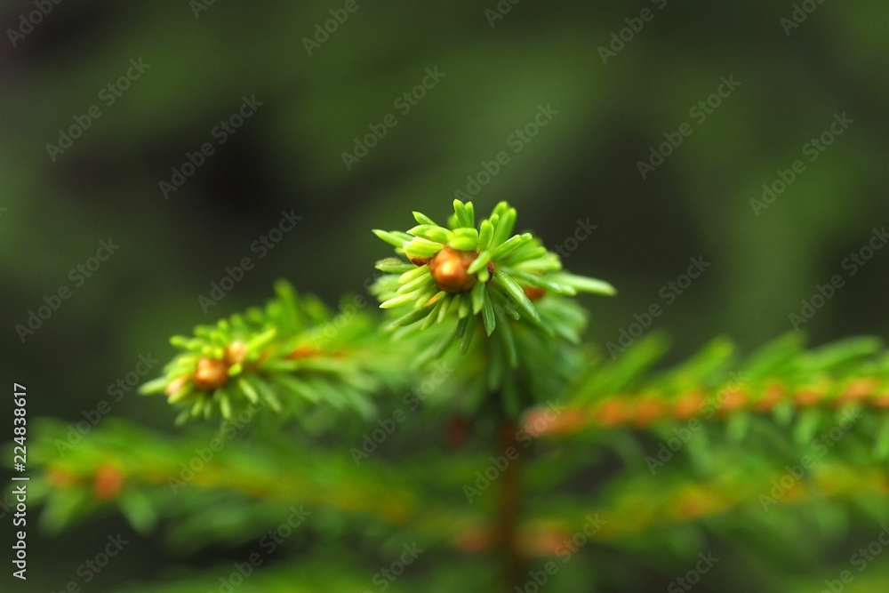 Branch of green fir macro. Natural Christmas tree the needles on spruce. Branch of green fir macro. Natural Christmas tree the needles on spruce.