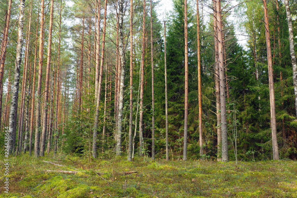 Pine forest is beautiful. Landscape Nature wild Northern. Pine forest is beautiful. Landscape Nature wild Northern.