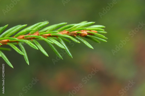 Branch of green fir macro. Natural Christmas tree the needles on spruce.