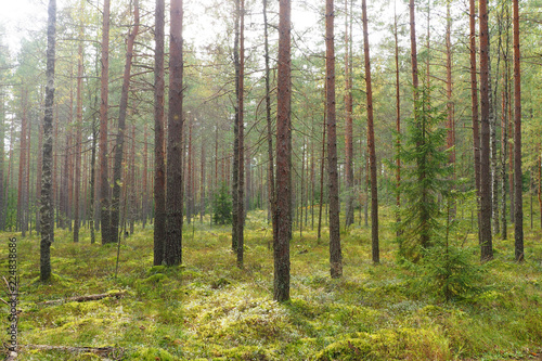 Fototapeta Naklejka Na Ścianę i Meble -  The pine forest is beautiful. Landscape Nature wild Northern. 
