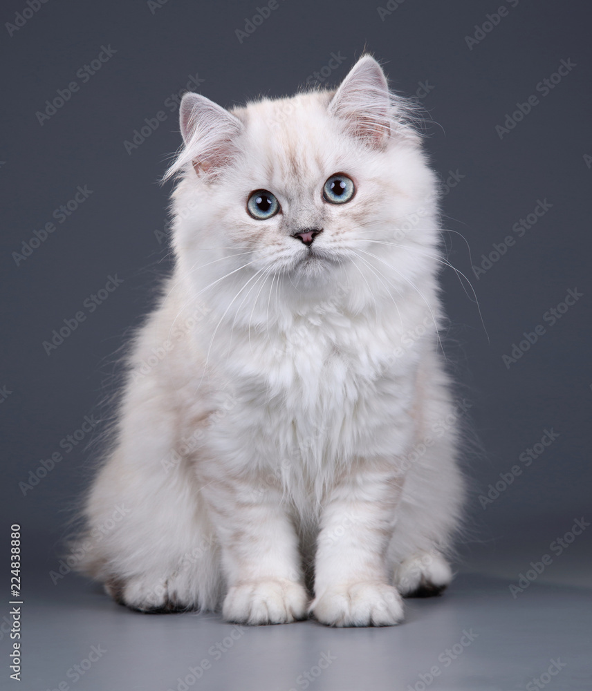 Cute fluffy British cat on a gray background