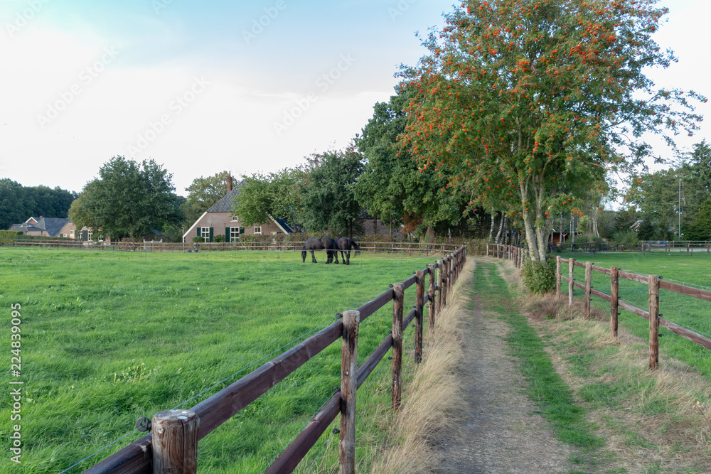Horses in paddock in Loenen, The Netherlands