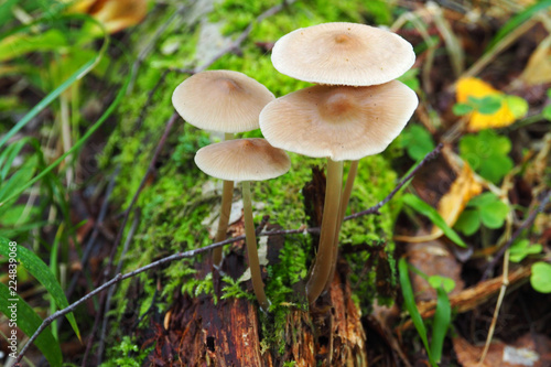 Beautiful poisonous Toadstools grow in the forest. Autumn mushroom season.