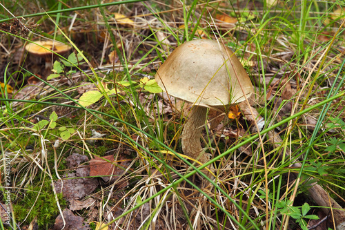 Mushroom Boletus in their natural forest environment. The season of collecting boletus in the forest for food.