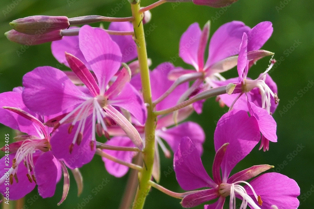 The flowers are Fireweed Epilobium macro. Autumn wonders of wild nature beauty. The flowers are Fireweed Epilobium macro. Autumn wonders of wild nature beauty.
