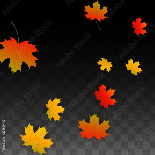 September Vector Background with Golden Falling Leaves. Autumn Illustration with Maple Red, Orange, Yellow Foliage. Isolated Leaf on Transparent Background. Bright Swirl. Suitable for Posters. © Feliche _Vero
