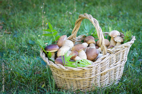 bloletus mushrooms basket on a green field