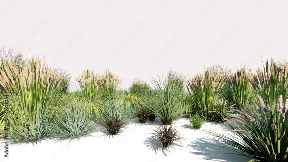 3d rendering of a group of plants raw for architectrural background use isolated on white 3d rendering of a group of plants raw for architectrural background use isolated on white