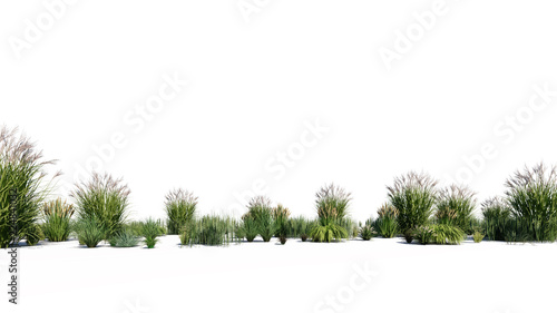 Leinwand Poster 3d rendering of a group of plants raw for architectrural background use isolated