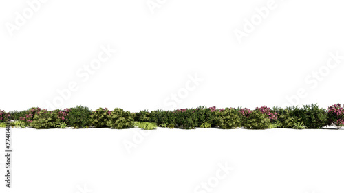 Fotografia 3d rendering of a group of plants raw for architectrural background use isolated