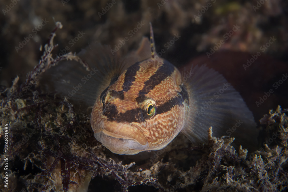 Chameleon goby fish Chameleon goby fish