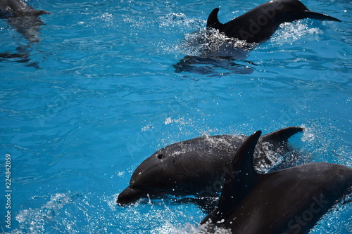 Dolphin training.Fast mammals.Human friends