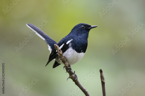 Oriental Magpie Robin photo