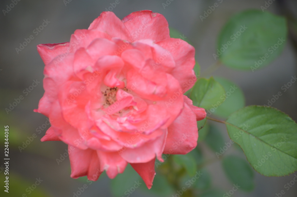 Close up photos of the pink rose Close up photos of the pink rose