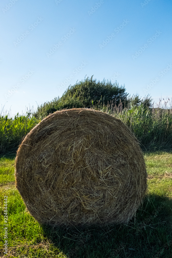 Dry yellow hay grass with trees in the background. Dry yellow hay grass with trees in the background.