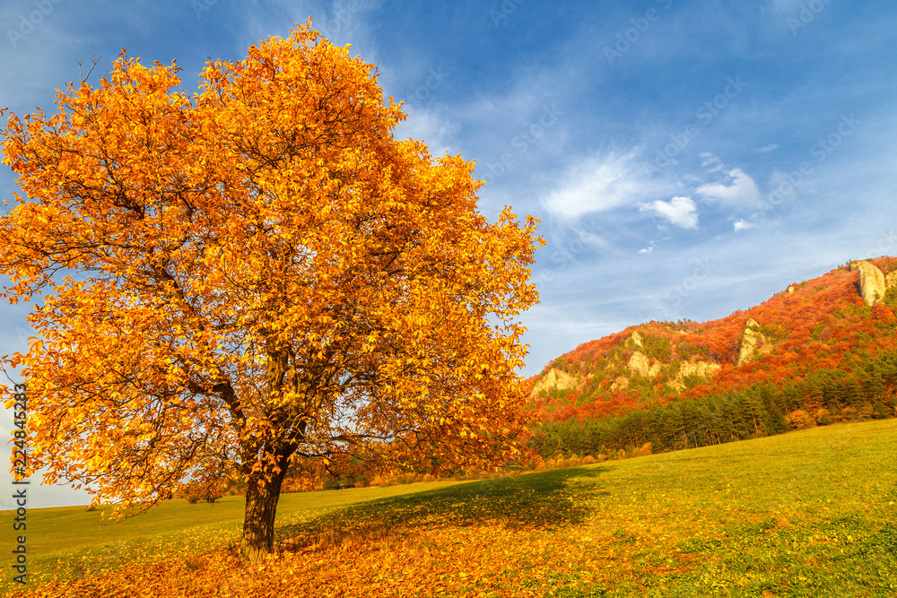 Landscape with a tree in autumn color, National Nature Reserve Sulov Rocks, Slovakia, Europe. Landscape with a tree in autumn color, National Nature Reserve Sulov Rocks, Slovakia, Europe.