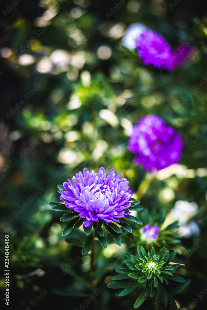 Fototapeta premium Beautiful violet flower in the garden.