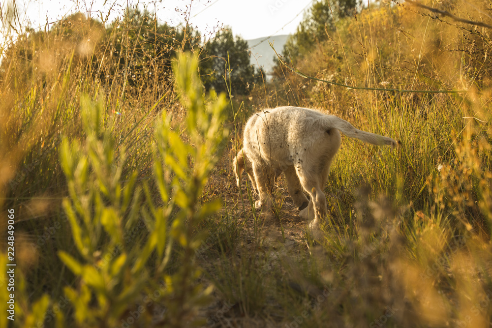 Obraz premium Puppy dog walking through the countryside