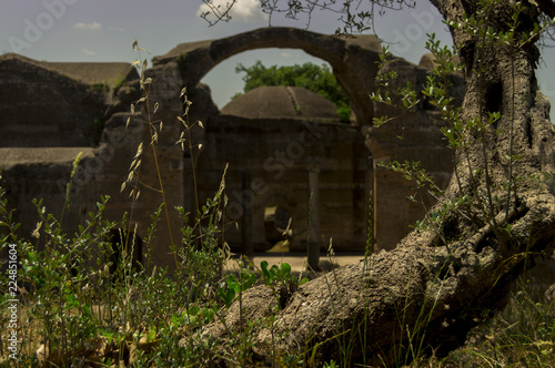 Rovine
