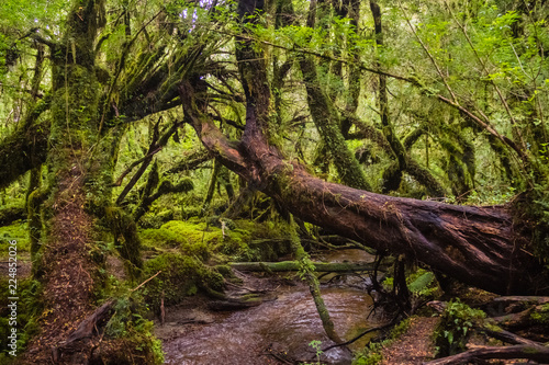 Enchanted Forest  Queulat National Park  Chile 