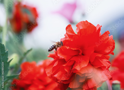  bee flies in the summer garden over a bright scarlet poppy flower collecting nectar