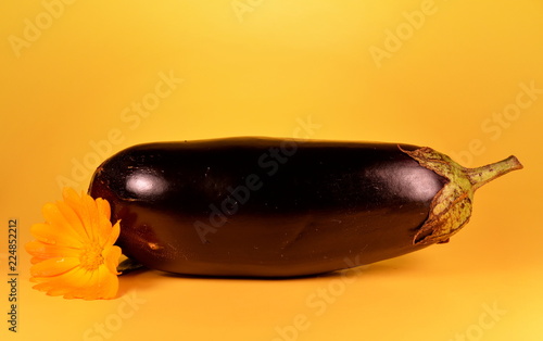 Ripe purple eggplant and flower isolated on a yellow background
