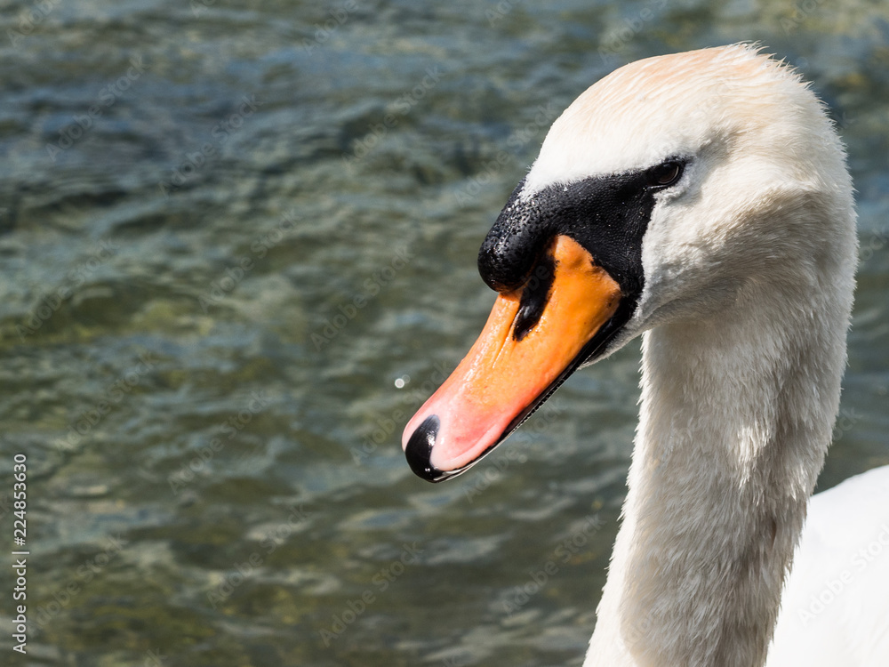 White swan at a lake