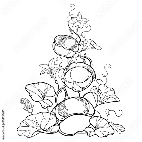 Vector composition of outline Pumpkin vine with flower, ornate leaf in black isolated on white background. Contour Pumpkin vegetable for Thanksgiving day, autumn design, Halloween or coloring book.