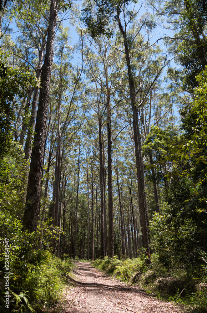 Fototapeta premium Tall Gum trees lining a road