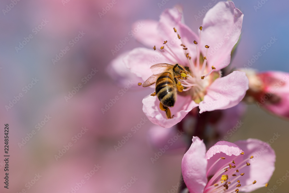 honey bee pollinates peach blossom on background of blue sky honey bee pollinates peach blossom on background of blue sky