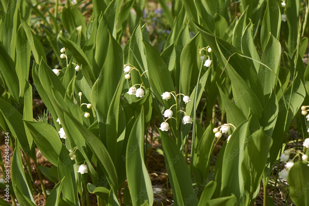 Obraz premium Convallaria majalis 