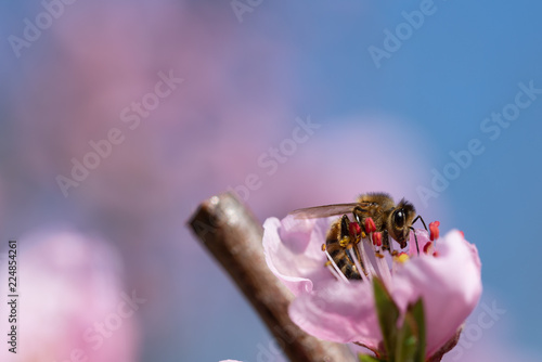 honey bee pollinates peach blossom on background of blue sky