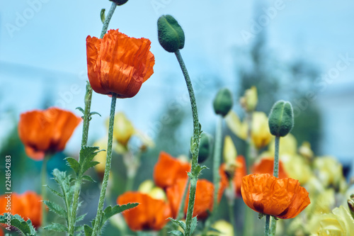 Fototapeta Naklejka Na Ścianę i Meble -  Flowers