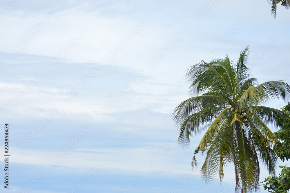 Sky, trees and clouds