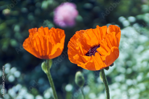 Fototapeta Naklejka Na Ścianę i Meble -  Маки