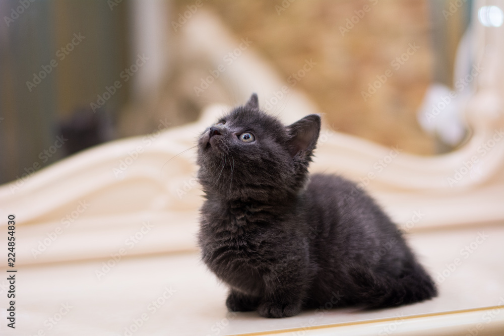 kitten cat scottish straight, lop-eared fluffy, animal tree kitten cat scottish straight, lop-eared fluffy, animal tree